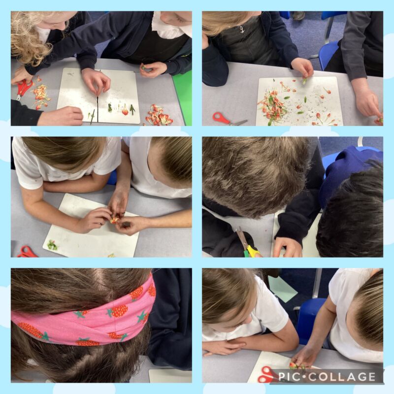 Image for the Tweet beginning: Team Koalas are dissecting flowering